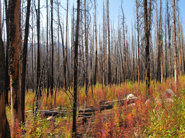 Burned trees and fireweed, Iron Gate trailhead